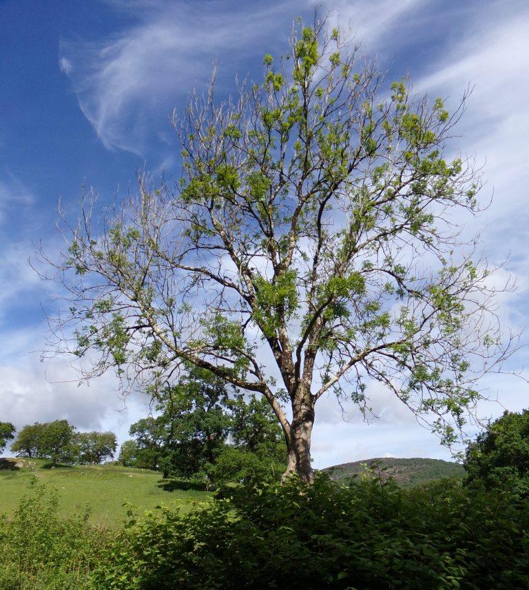 Ash tree showing effects of die-back